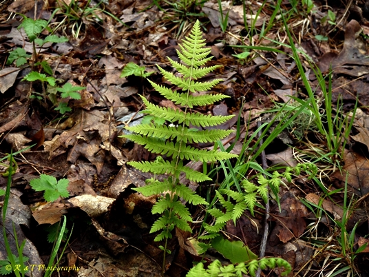 {Parathelypteris noveboracensis}